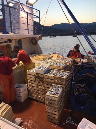 Pesca: Sestri Levante regina delle acciughe, 10 tonnellate