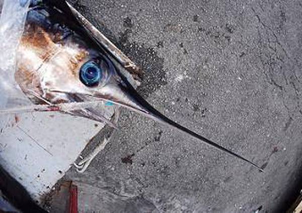 Pesca: Ue propone quote per catture pesce spada mediterraneo