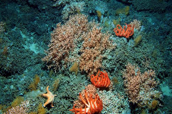 Oceani mondo sempre più 'infetti', proliferano batteri