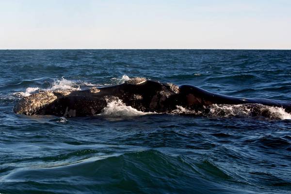 Balene, naufraga il progetto di maxi santuario marino
