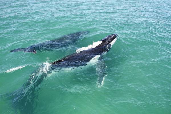 Sos megattere e balene,gli  scontri con barche sono  più frequenti