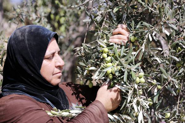 Raccolta delle olive in Cisgiordania