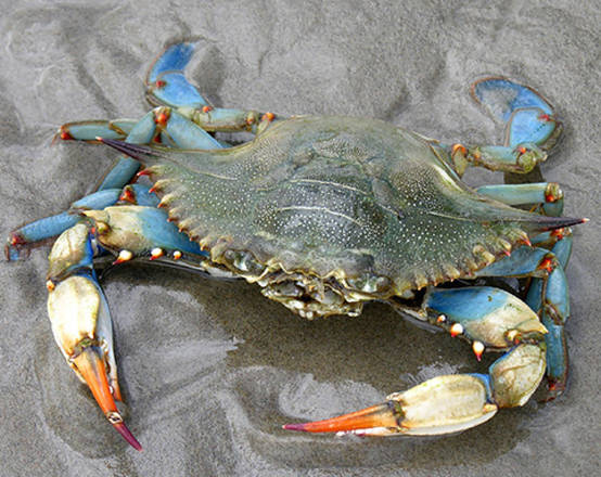 Mediterranean fishermen worried as blue crabs proliferate - Tunisia - ANSAMed
