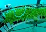 Basilico e insalata sott'acqua per colture in climi estremi