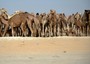 Qatar: tv, migliaia di cammelli espulsi da Arabia Saudita