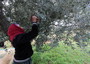 Tunisia:olio d'oliva, produzione in aumento secondo Onagri