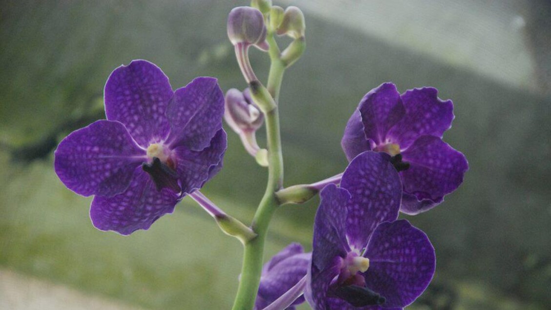 orchidee nelle serre del comune di roma