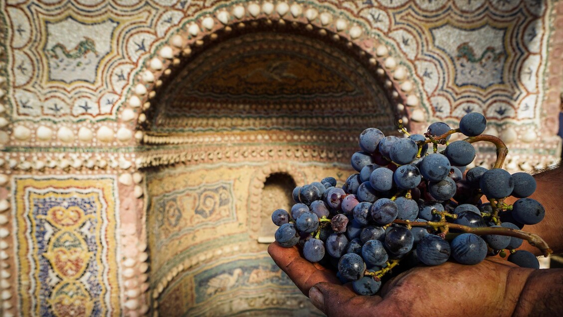 Raccolta dell 'uva a Pompei - ALL RIGHTS RESERVED