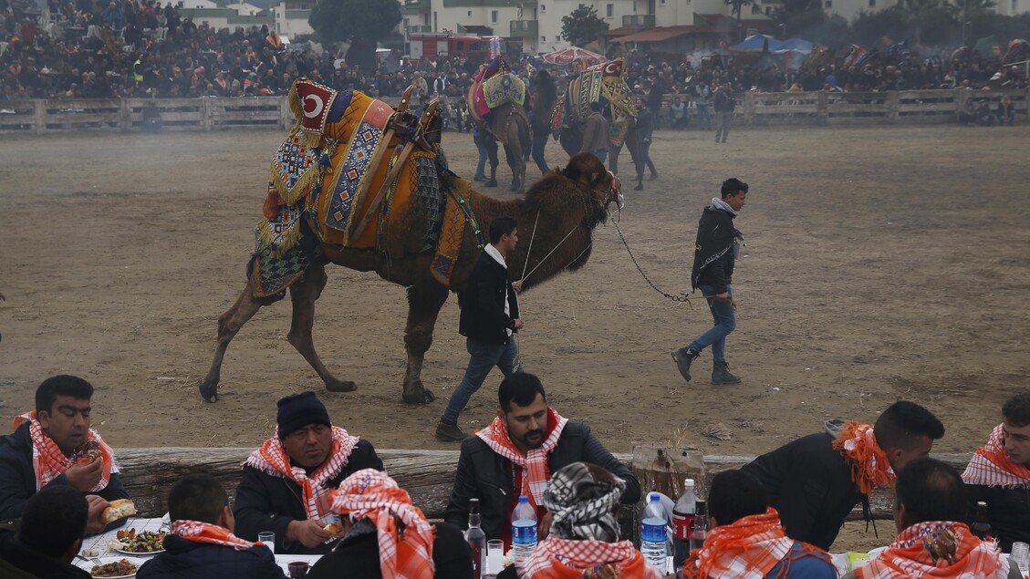 Turkey Camel Wrestling Photo Gallery © ANSA/AP