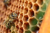 Pesticidi: Pe boccia Commissione e Paesi Ue su tutela api (ANSA)