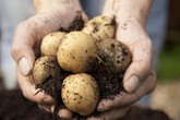 Agricoltori Ue, 400 milioni di perdite da surplus patate (ANSA)