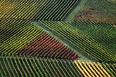 Da Ue ok a aiuti di Stato Francia per aziende agricole green (ANSA)