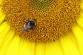 Ue, stop deroghe Romania e Lituania su pesticidi nocivi api (ANSA)