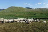 Pecore, pastori e cani sul Gran Sasso (ANSA)
