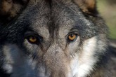 BANDO Marche: Misura di attenuazione del conflitto tra allevatore e lupo (ANSA)