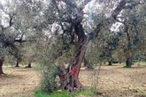 Xylella fastidiosa, prima volta su due olivi in Francia (ANSA)