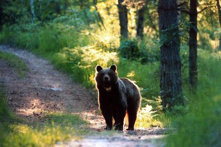 Un orso in Trentino, in una immagine di archivio. © 