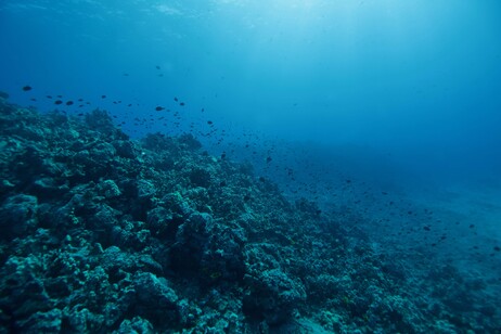 La comunità di pesci che vive nella barriera corallina delle Hawaii (fonte: Lauren Freeman, CC-BY 4.0)
