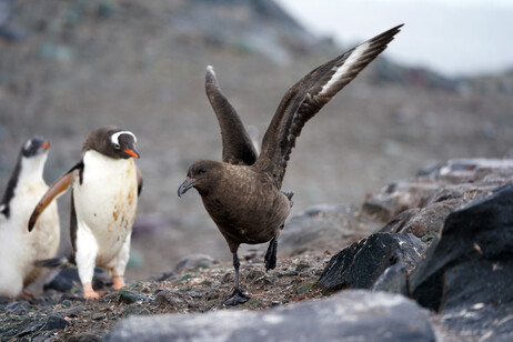 In primo piano uno skua, con due pinguini di Adelia (fonte: Ralph Vanstreels)