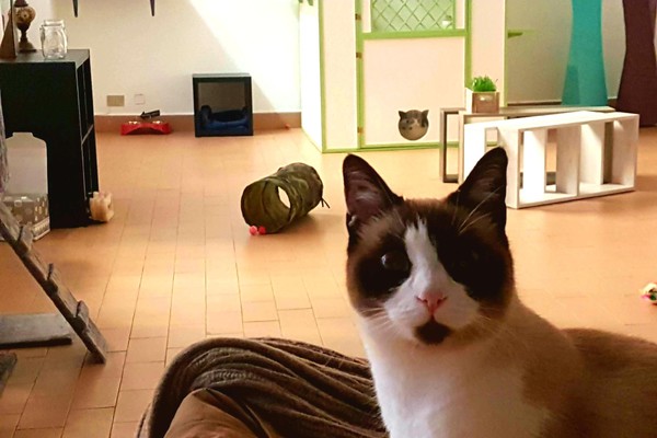 un interno di 'Dimensione Gatto', hotel di lusso per gatti a Milano