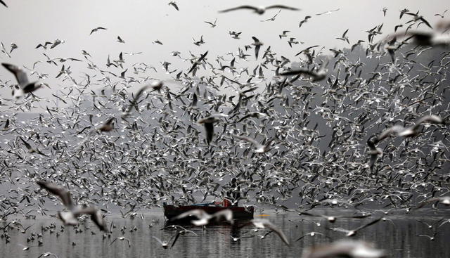 Migratory birds in India © Ansa