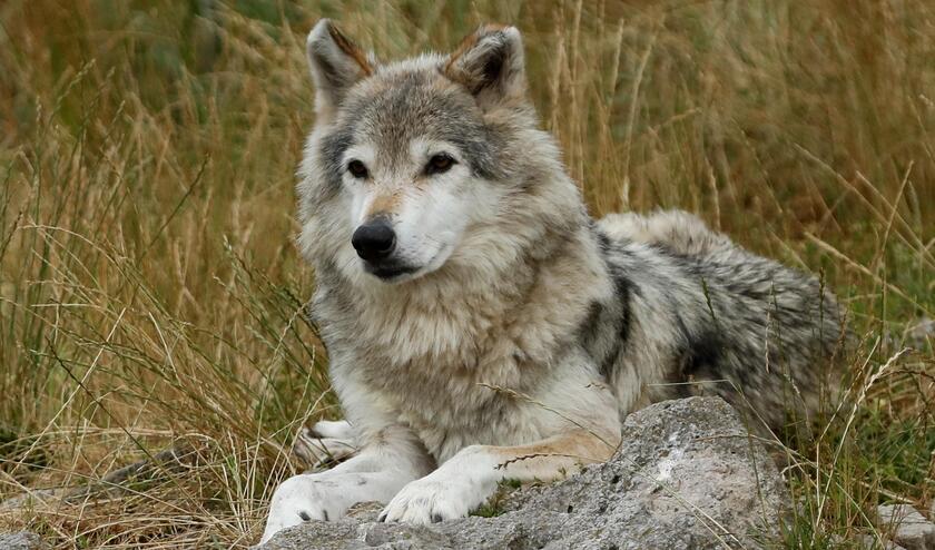Wolves in France © ANSA/EPA