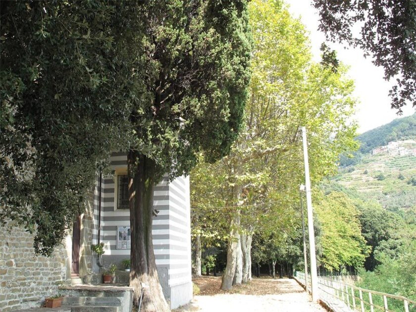 Il cipresso del santuario di Nostra Signora di Reggio a Vernazza, in provincia di La Spezia - ALL RIGHTS RESERVED
