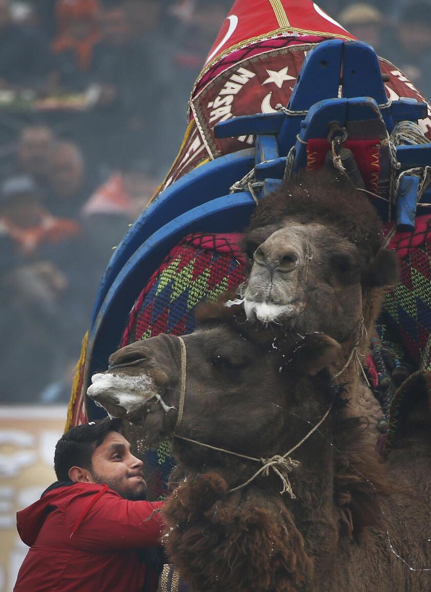 Turkey Camel Wrestling Photo Gallery © ANSA/AP