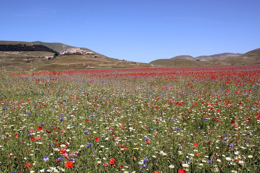 Alla scoperta delle fioriture a Castelluccio di Norcia - ALL RIGHTS RESERVED