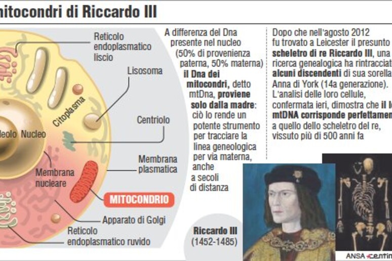 I mitocondri di Riccardo III - RIPRODUZIONE RISERVATA