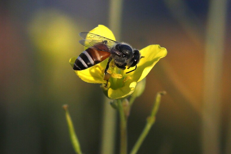 Thailand Asian Honey Bees © ANSA/EPA