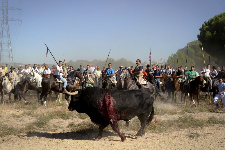 Un 'immagine del tradizionale torneo del Toro de La Vega a Tordesillas (foto d 'archivio, Pacma) -     RIPRODUZIONE RISERVATA