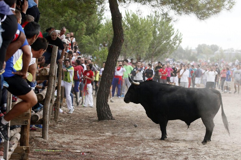 Un momento del Toro de la Vega, festival di origine medievale che si svolge ogni autunno a Tordesillas in Spagna -     RIPRODUZIONE RISERVATA