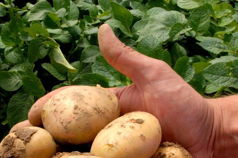 Crea, scarti di patate e rucola per battere malattie cereali - RIPRODUZIONE RISERVATA