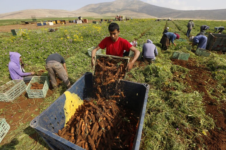 Agricoltori palestinesi raccolgono carote nella Striscia di Gaza -     RIPRODUZIONE RISERVATA