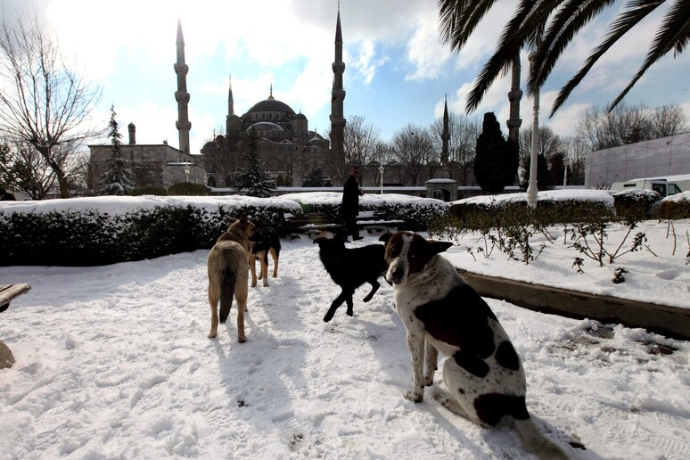 Bufera di neve a Istanbul -     RIPRODUZIONE RISERVATA