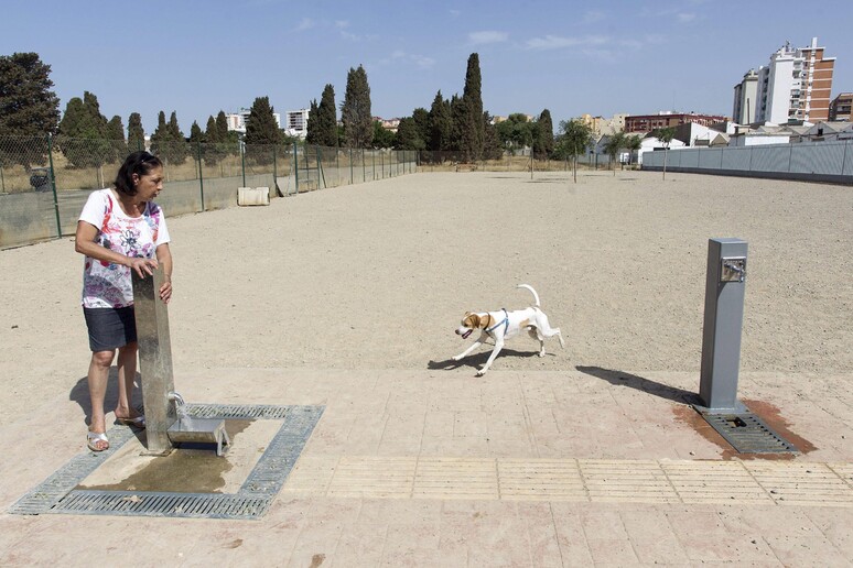Il parco per cani a Malaga -     RIPRODUZIONE RISERVATA