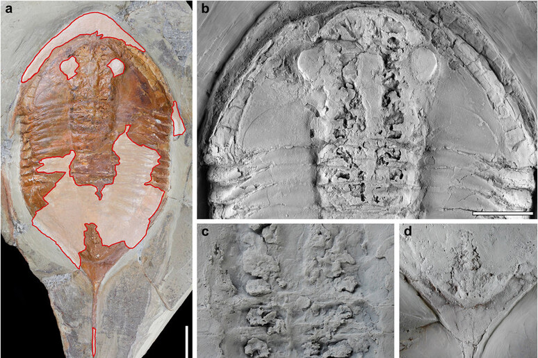 Le foto pubblicate su Nature dei fossili di trilobiti scoperti vicino a Zagora in Marocco -     RIPRODUZIONE RISERVATA