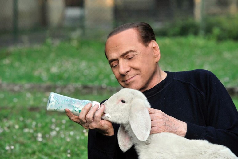 Berlusconi e gli agnelli - RIPRODUZIONE RISERVATA