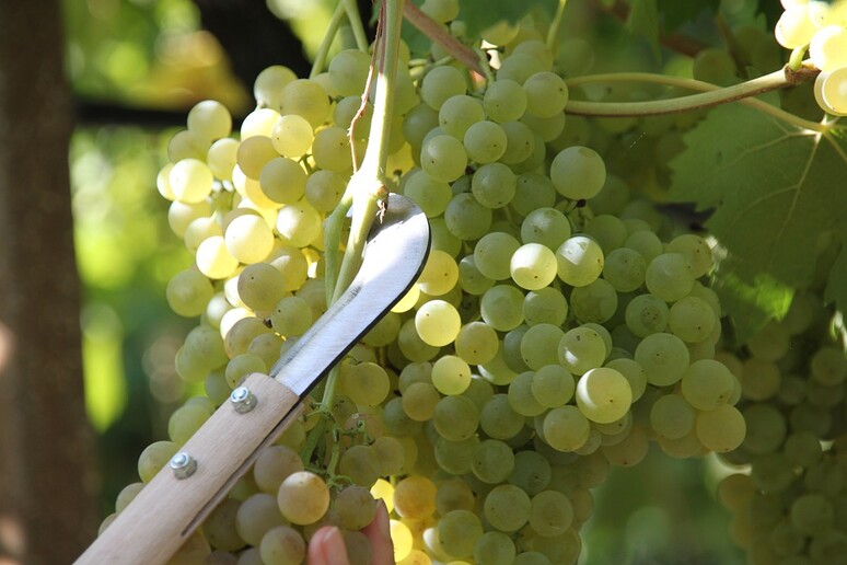 Vignaioli trentini chiedono riduzione resa di uva a ettaro - RIPRODUZIONE RISERVATA