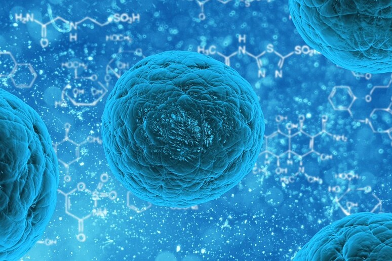 cellule staminali - RIPRODUZIONE RISERVATA