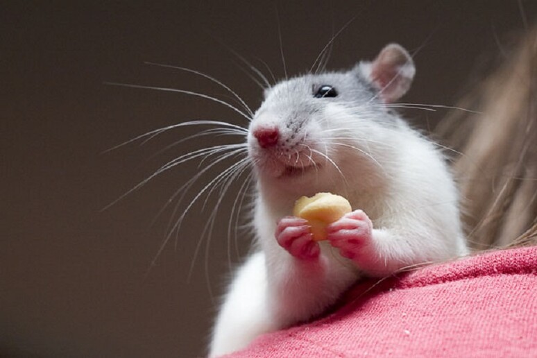 Sperimentati nei topi due meccanismi che permettono di bruciare i grassi, nonostante la dieta calorica (fonte:  AlexK100, Wikipedia) - RIPRODUZIONE RISERVATA