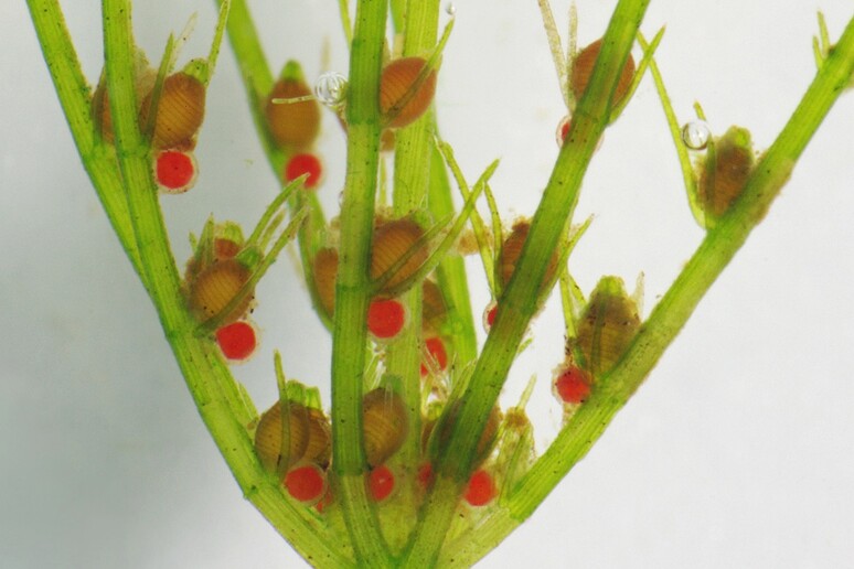 L 'alga d 'acqua dolce Chara virgata, che nel suo Dna conserva i geni che 500 milioni di anni fa hanno permesso la comparsa delle prime piante sulla terraferma (fonte:  Christian Fischer) - RIPRODUZIONE RISERVATA