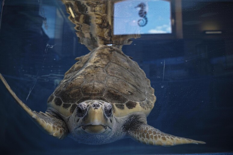 Una tartaruga sotto osservazione nella Stazione Zoologica  'Anton Dohrn ' di Napoli -     RIPRODUZIONE RISERVATA