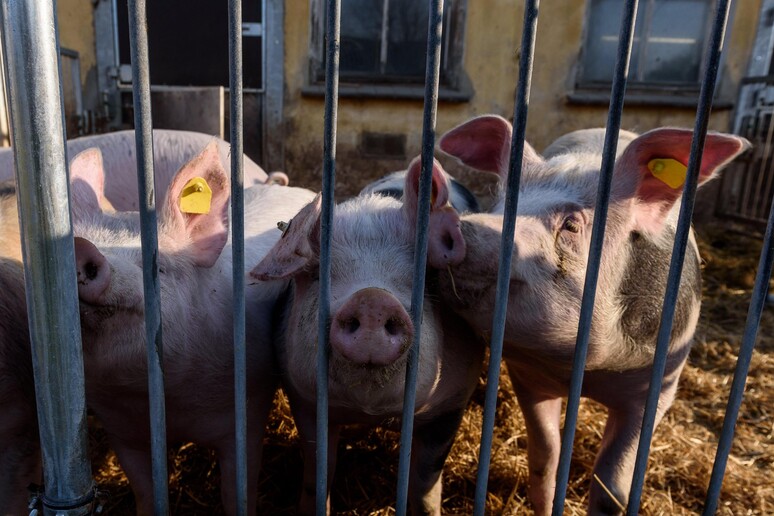 Carni introdotte nell 'Unione europea in violazione delle norme e potenzialmente contaminate - RIPRODUZIONE RISERVATA