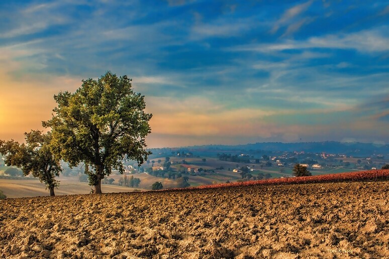 Smog e caldo mandano in tilt le coltivazioni (fonte: Pixabay) - RIPRODUZIONE RISERVATA