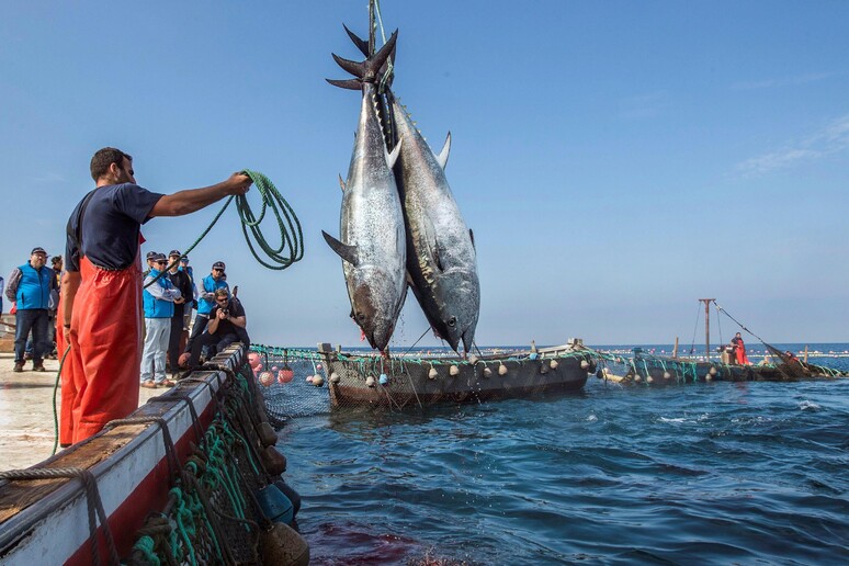 Pesca: Italia, Spagna e Francia contro tagli Ue Mediterraneo - RIPRODUZIONE RISERVATA