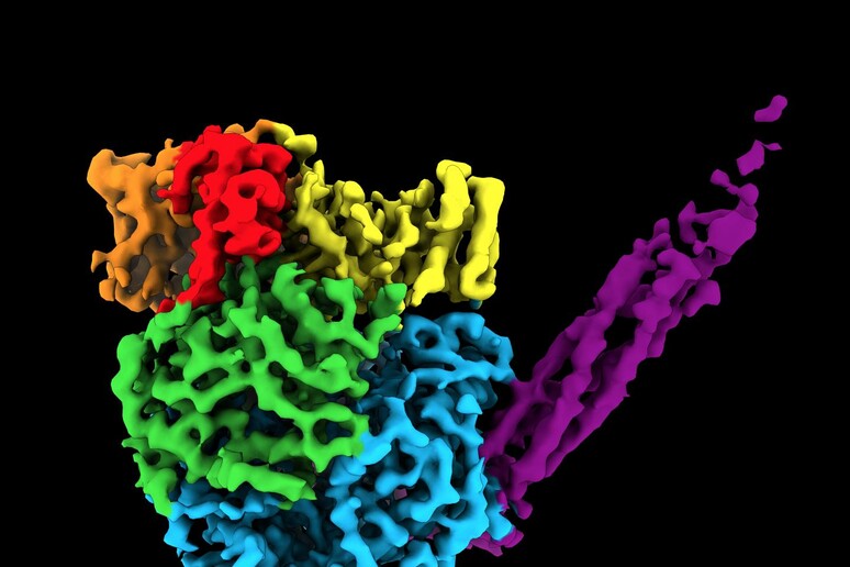 Struttura atomica dell 'enzima chiamato polimerasi (fonte: Northwestern University) - RIPRODUZIONE RISERVATA