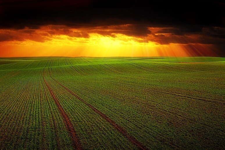 Bellanova, per un 'agricoltura ecologica servono risorse (fonte: Pixabay) - RIPRODUZIONE RISERVATA