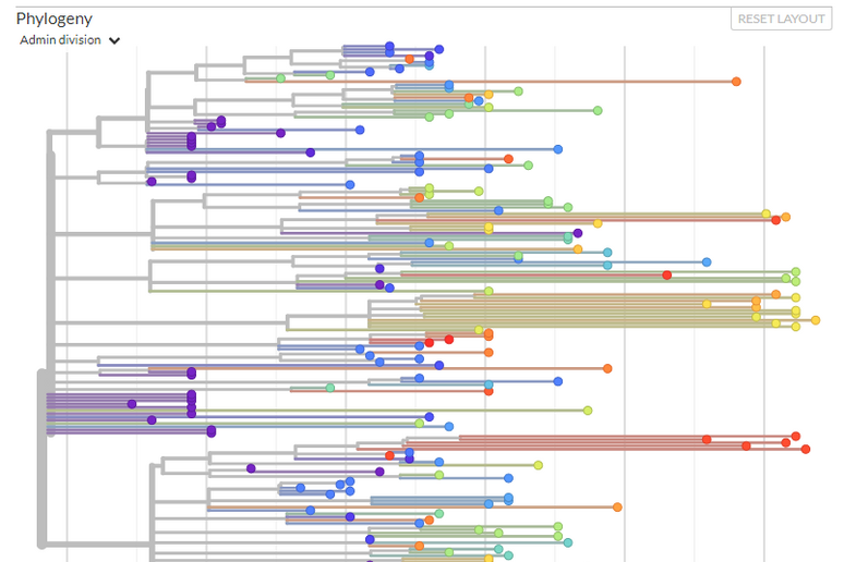 L 'albero genealogico del coronavirus SarsCov2 pubblicato basato sulle sequenze genetiche finora pubblicate (fonte: Nextstrain) - RIPRODUZIONE RISERVATA